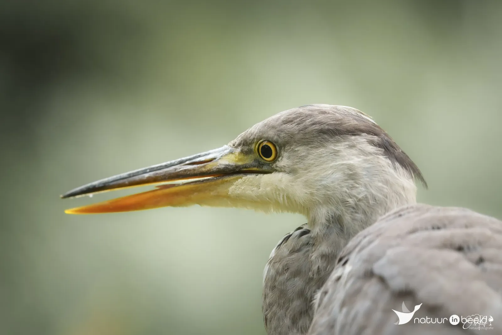 Blauwe reiger — natuurfoto van E&A Natuurfotografie 