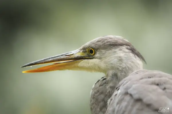 Blauwe reiger
