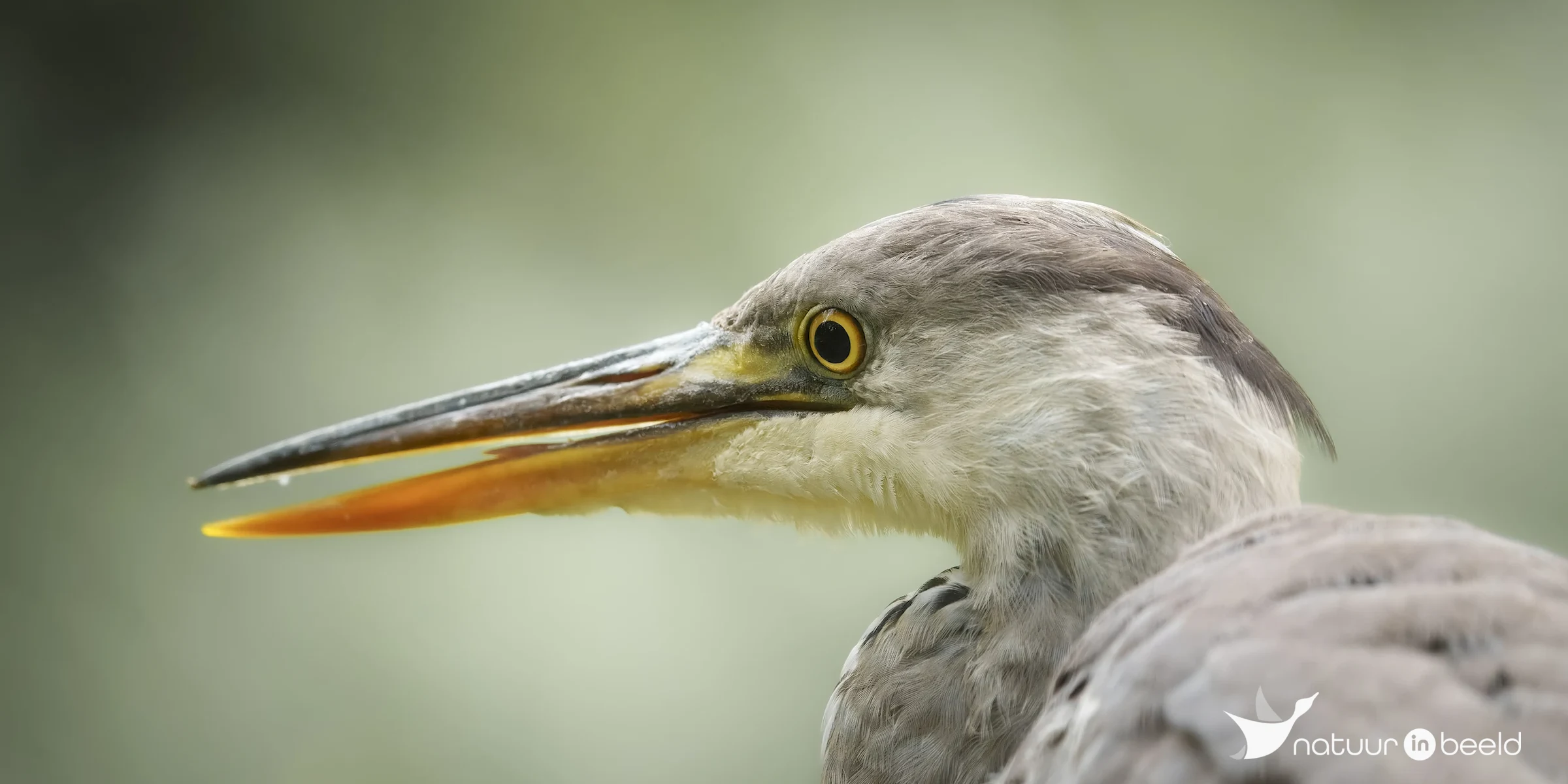 Blauwe reiger — natuurfoto van E&A Natuurfotografie