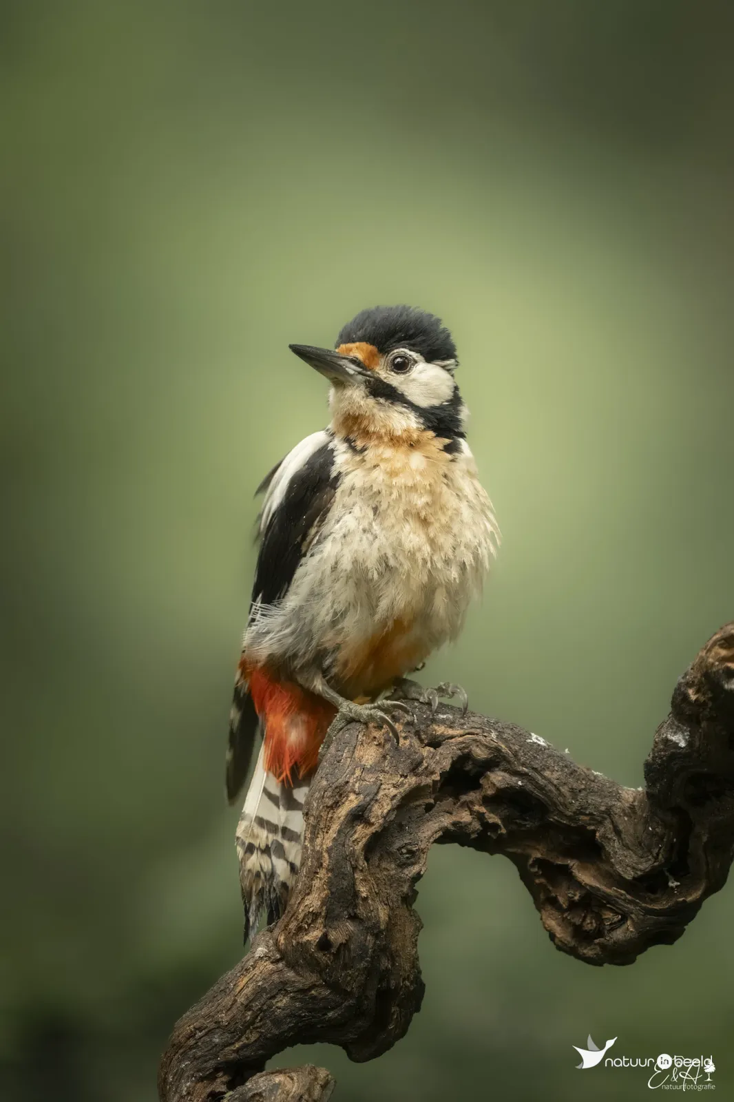 Grote bonte specht — natuurfoto van E&A Natuurfotografie 