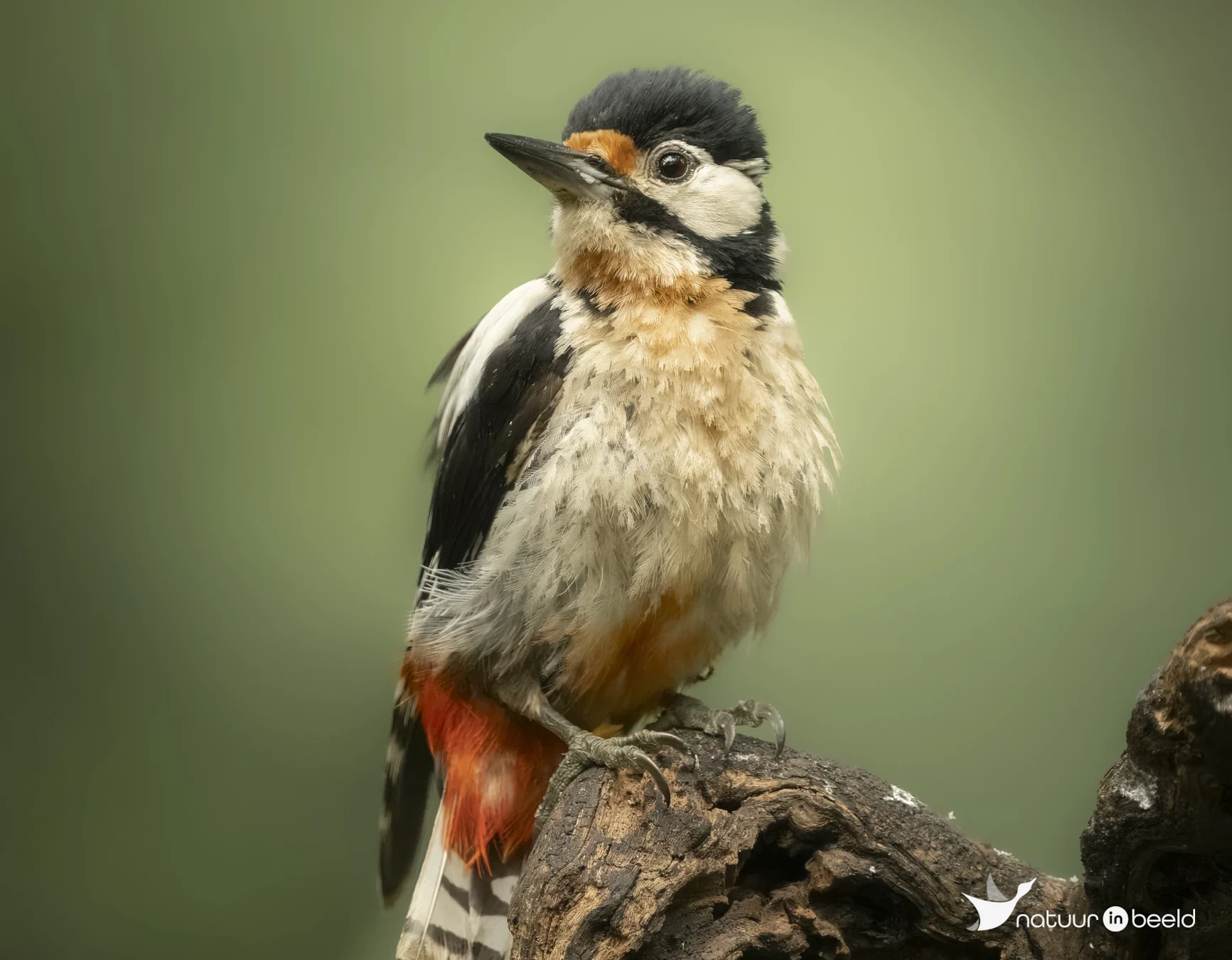 Grote bonte specht — natuurfoto van E&A Natuurfotografie
