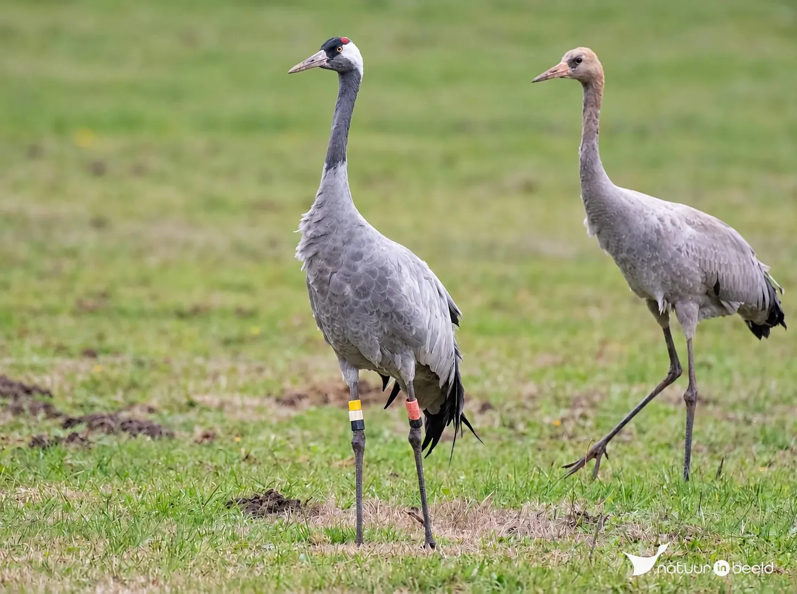 Een Noorse kraanvogel( geringd 2010 ) net jong. — natuurfoto van Hennie  Gunnink 
