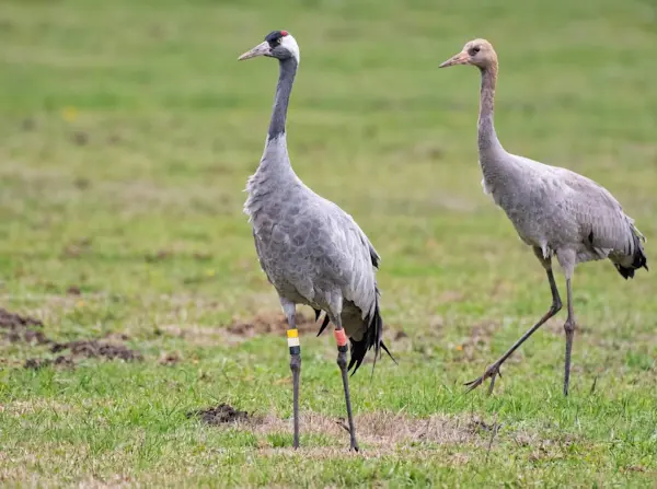 Een Noorse kraanvogel( geringd 2010 ) net jong.