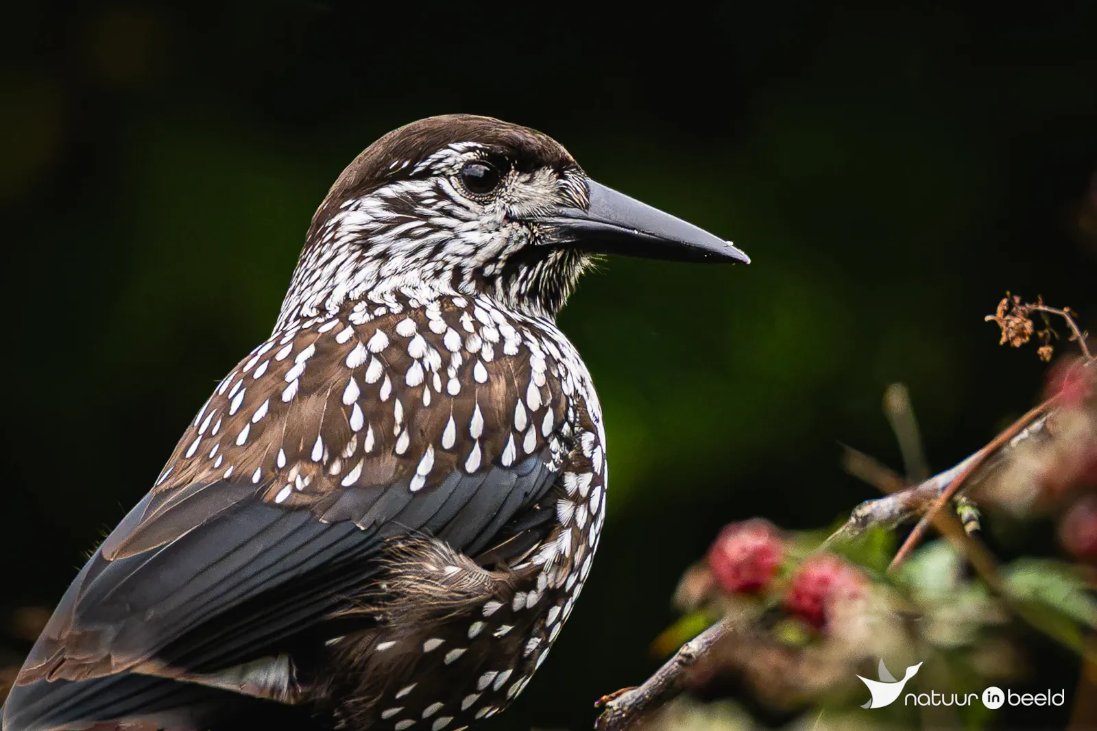 De notenkraker midden in een woonwijk. — natuurfoto van Jeanet Pepping