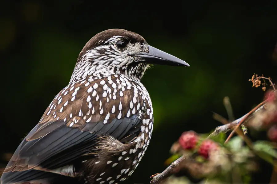 De notenkraker midden in een woonwijk. — natuurfoto van Jeanet Pepping