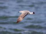 Geelpootmeeuw
