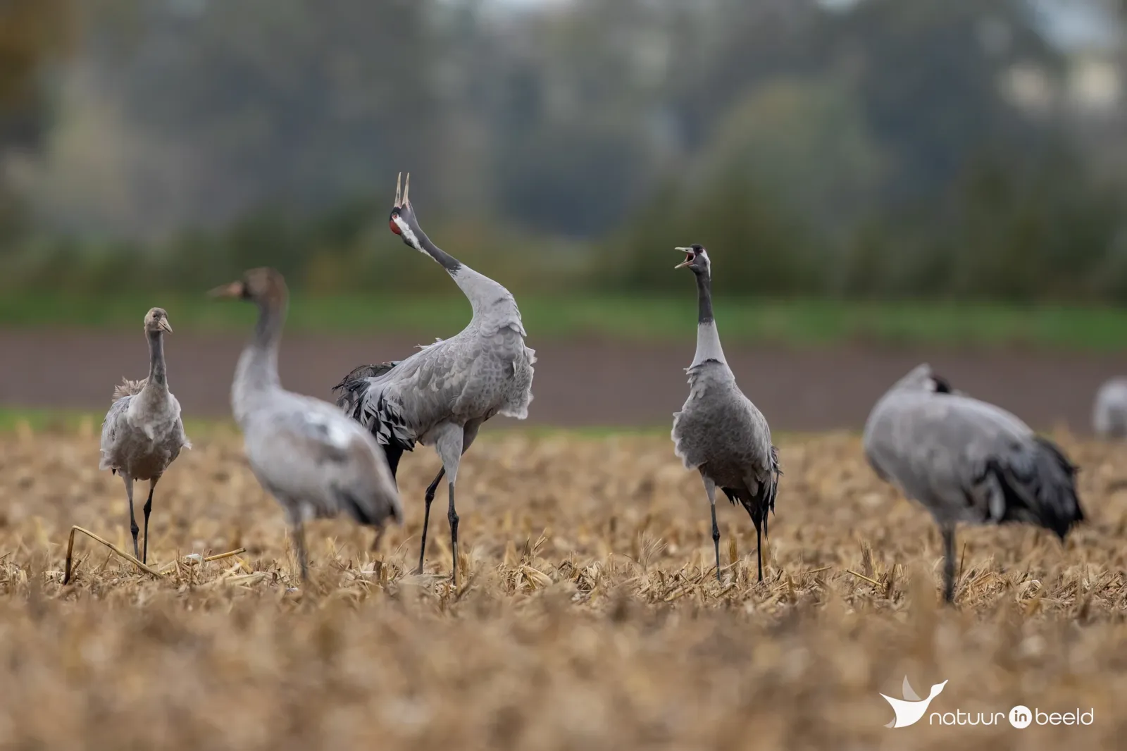 Kraanvogels — natuurfoto van Johan van Beilen