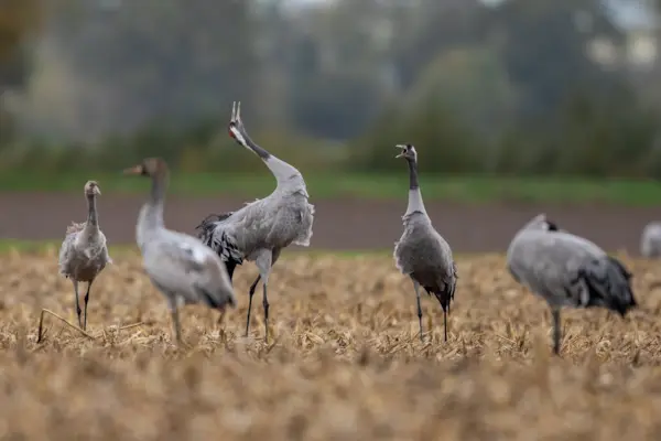 Kraanvogels — natuurfoto van Johan van Beilen