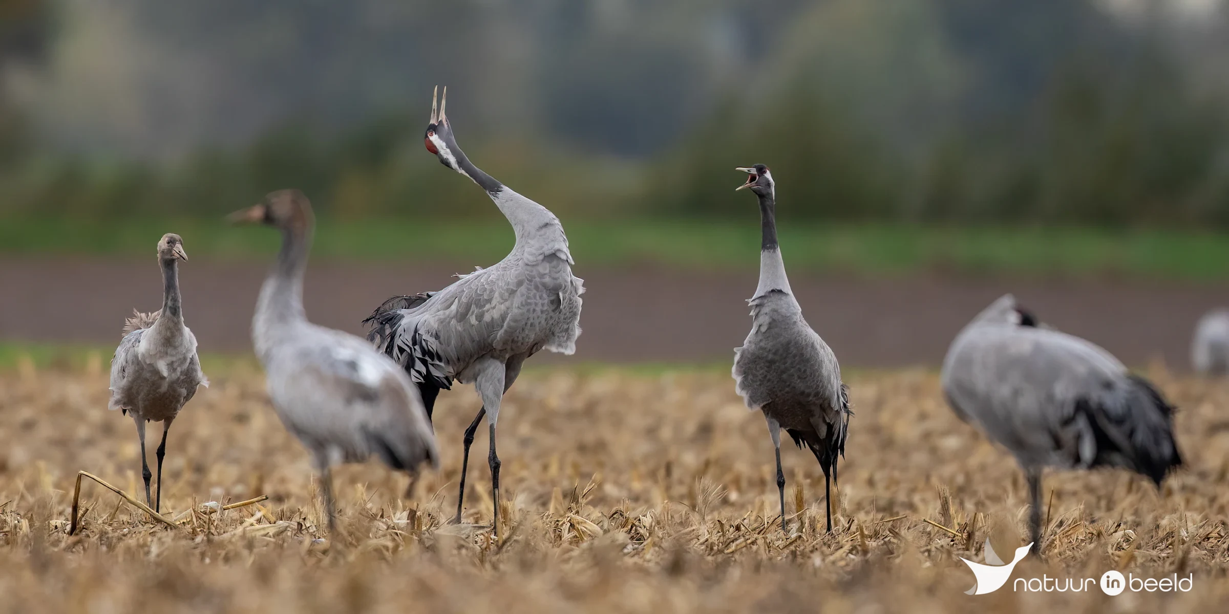 Kraanvogels — natuurfoto van Johan van Beilen
