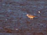 Gestreepte strandloper