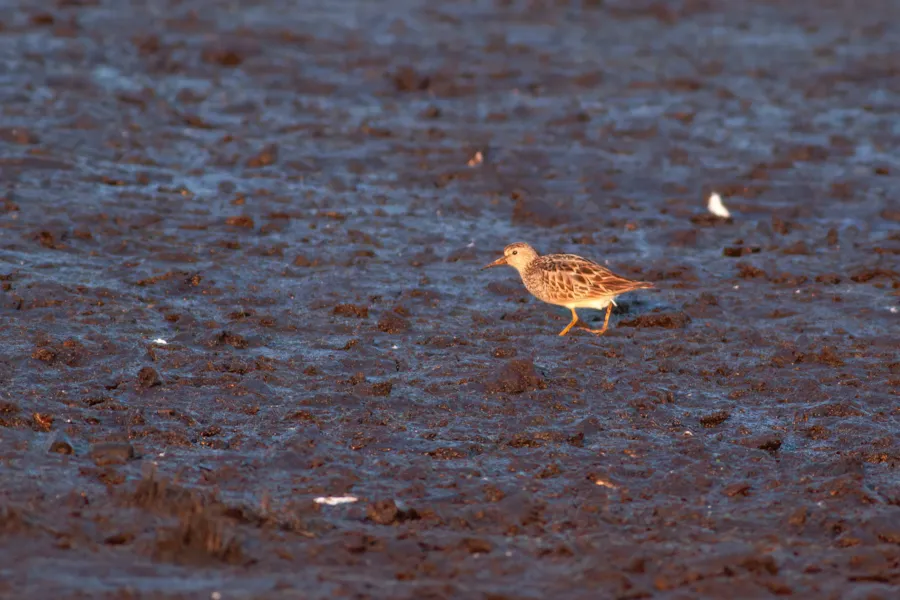 Gestreepte strandloper — natuurfoto van Johan van Beilen