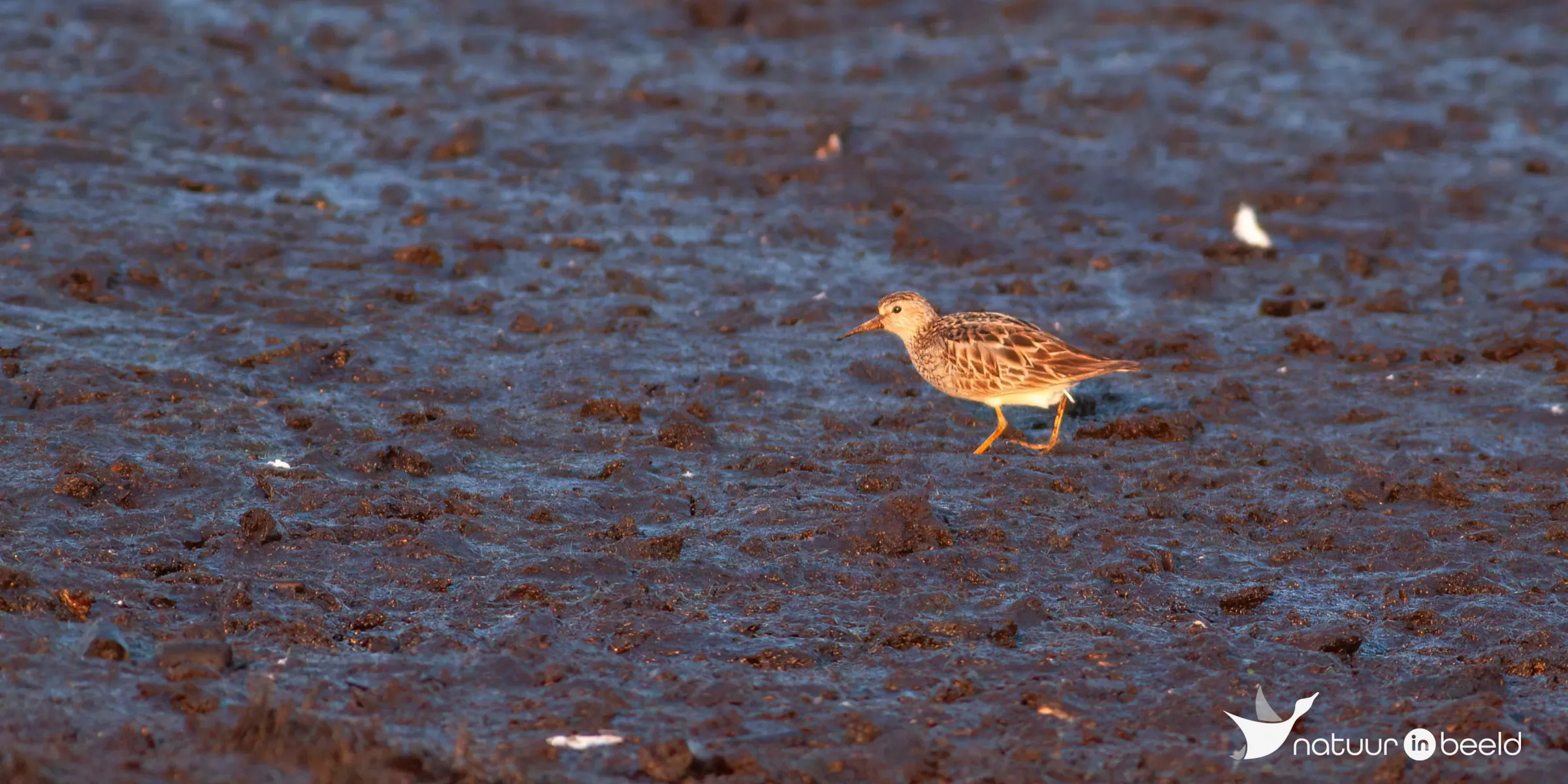 Gestreepte strandloper — natuurfoto van Johan van Beilen