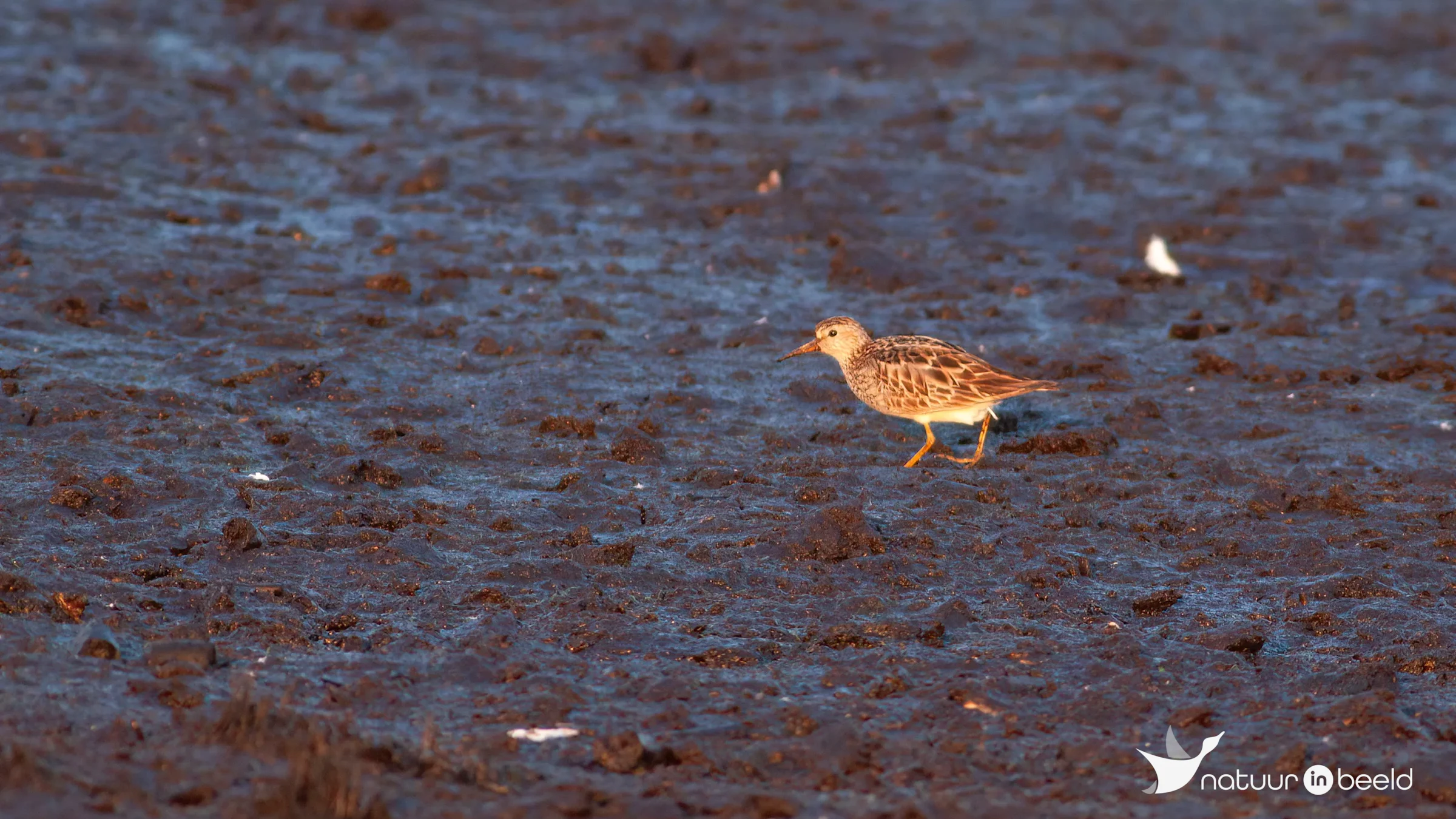 Gestreepte strandloper — natuurfoto van Johan van Beilen