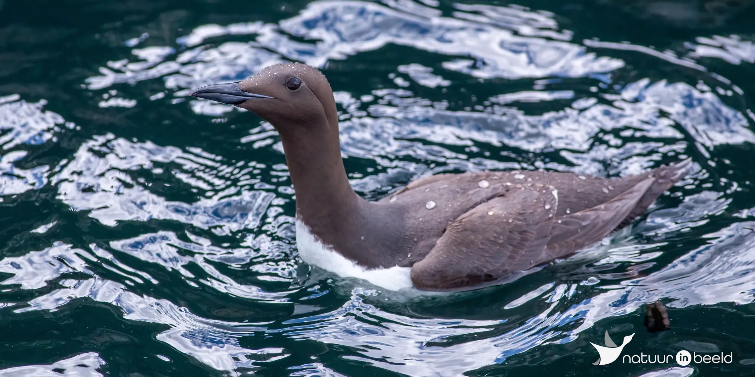 Close-up van een zeekoet — natuurfoto van Johan van Beilen