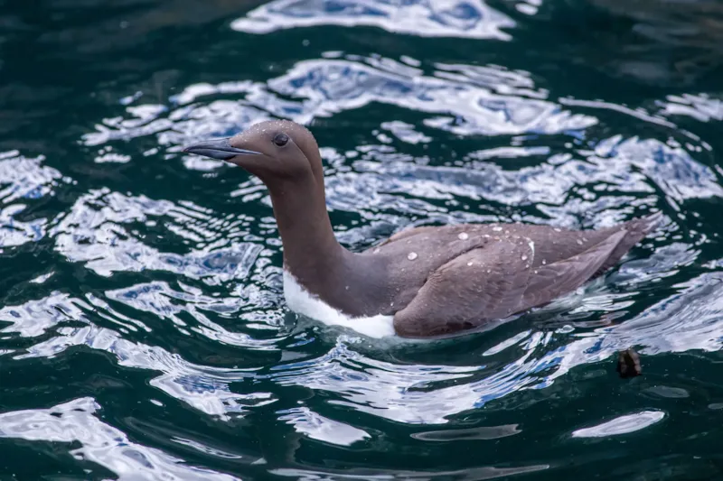 Close-up van een zeekoet