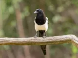 Ekster