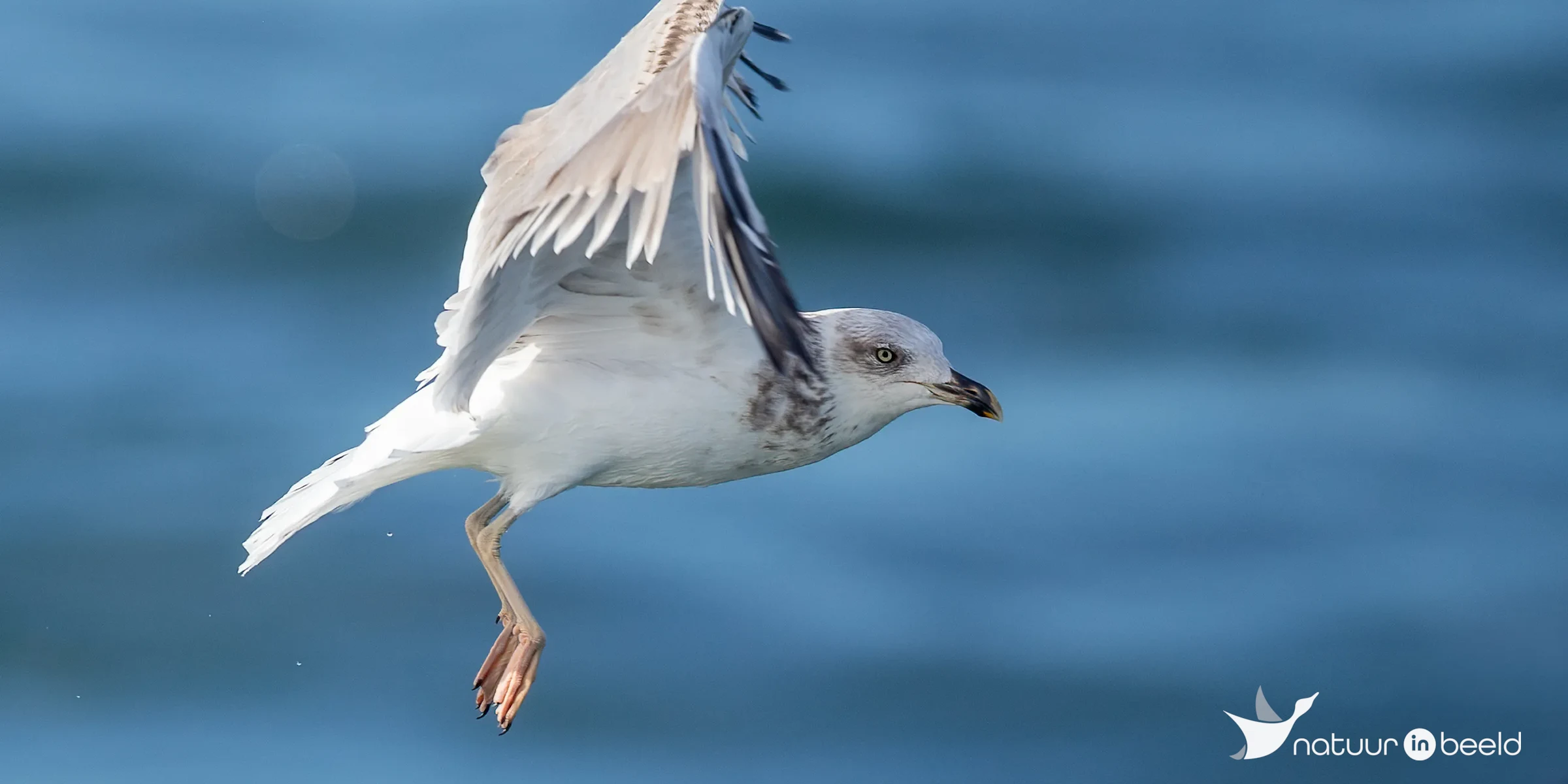 Geelpootmeeuw — natuurfoto van Johan van Beilen