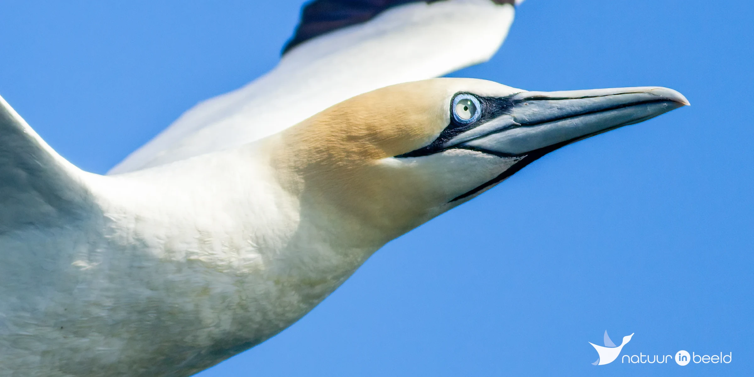 Jan-van-gent — natuurfoto van Johan van Beilen