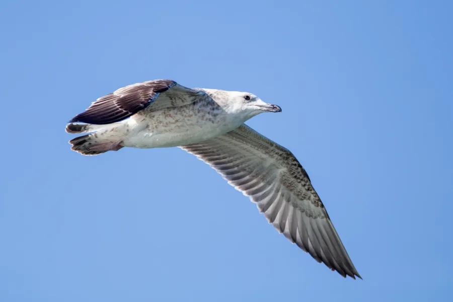Pontische meeuw — natuurfoto van Johan van Beilen