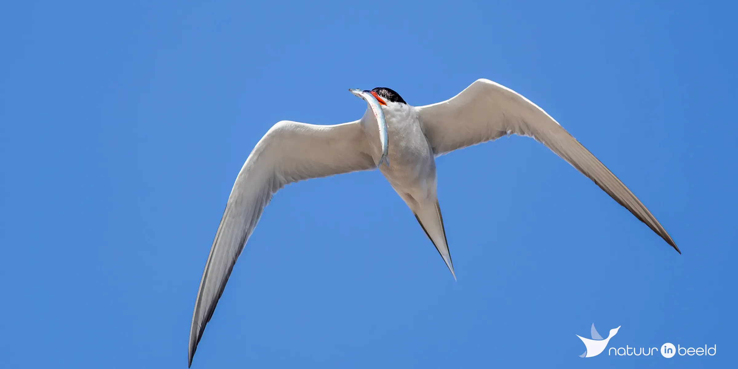 Visdief met vis — natuurfoto van Johan van Beilen