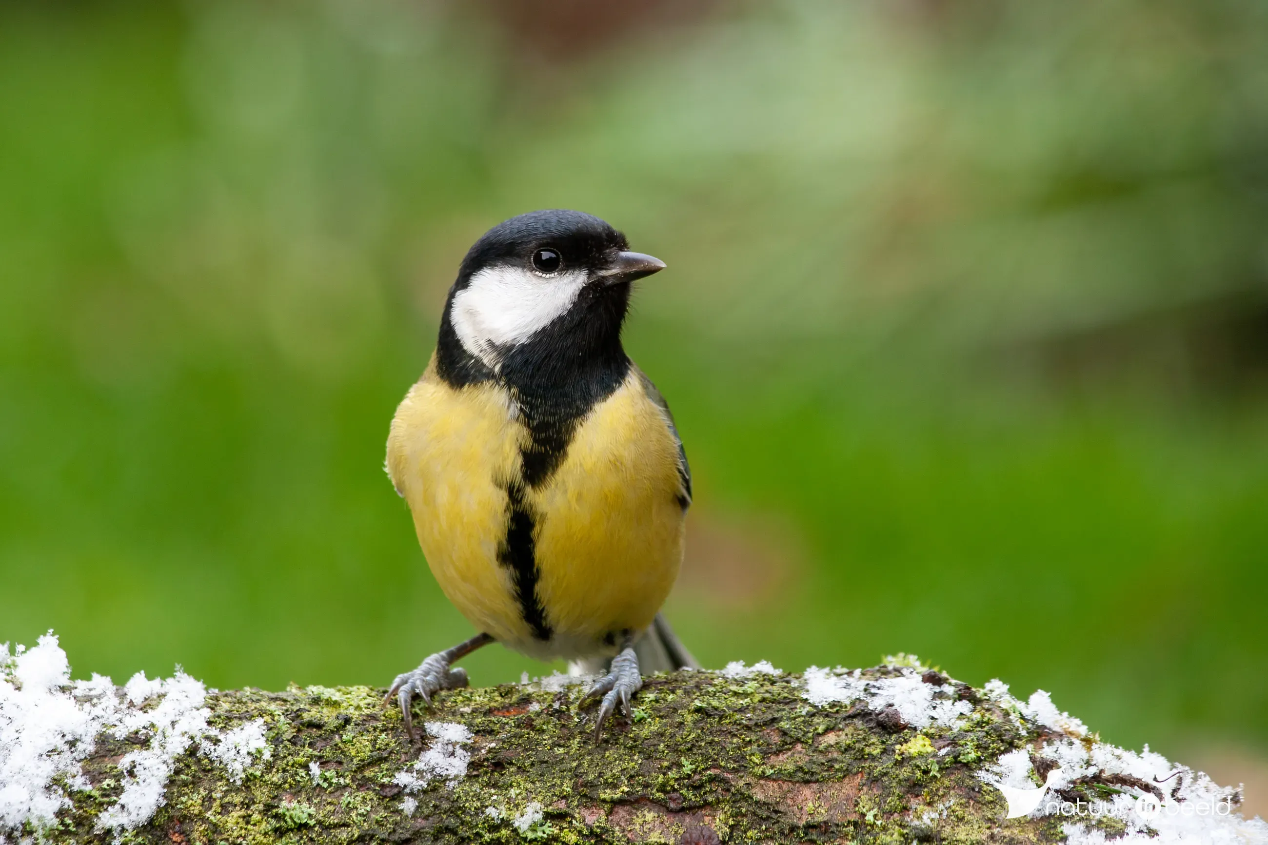 Koolmees — natuurfoto van Johan van Beilen