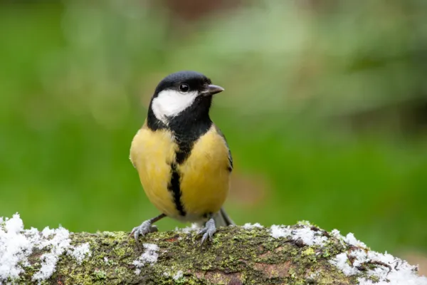 Koolmees — natuurfoto van Johan van Beilen