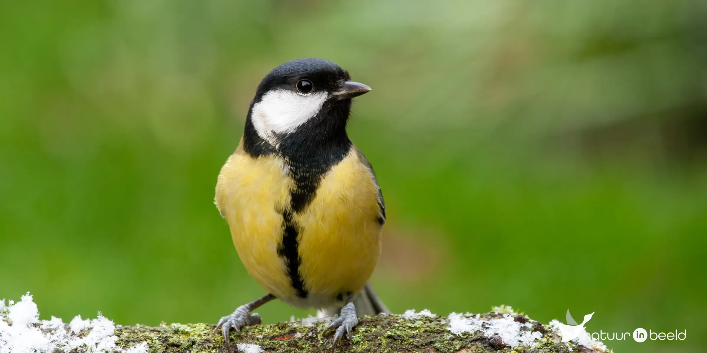 Koolmees — natuurfoto van Johan van Beilen