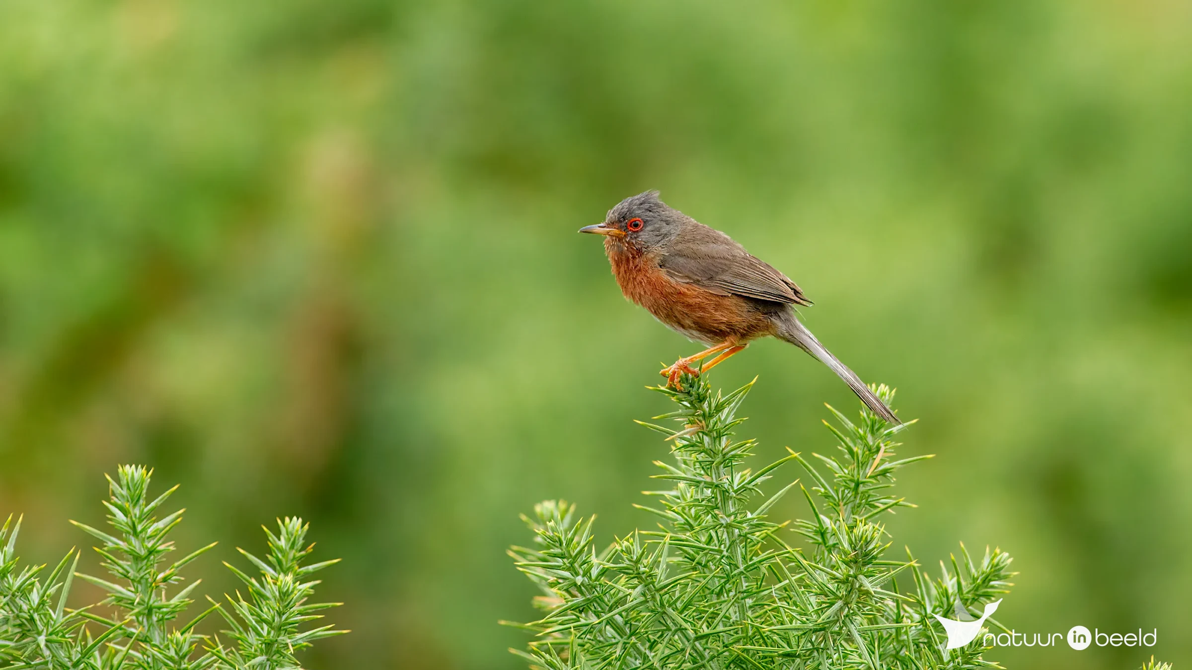 Provençaalse grasmus — natuurfoto van Johan van Beilen