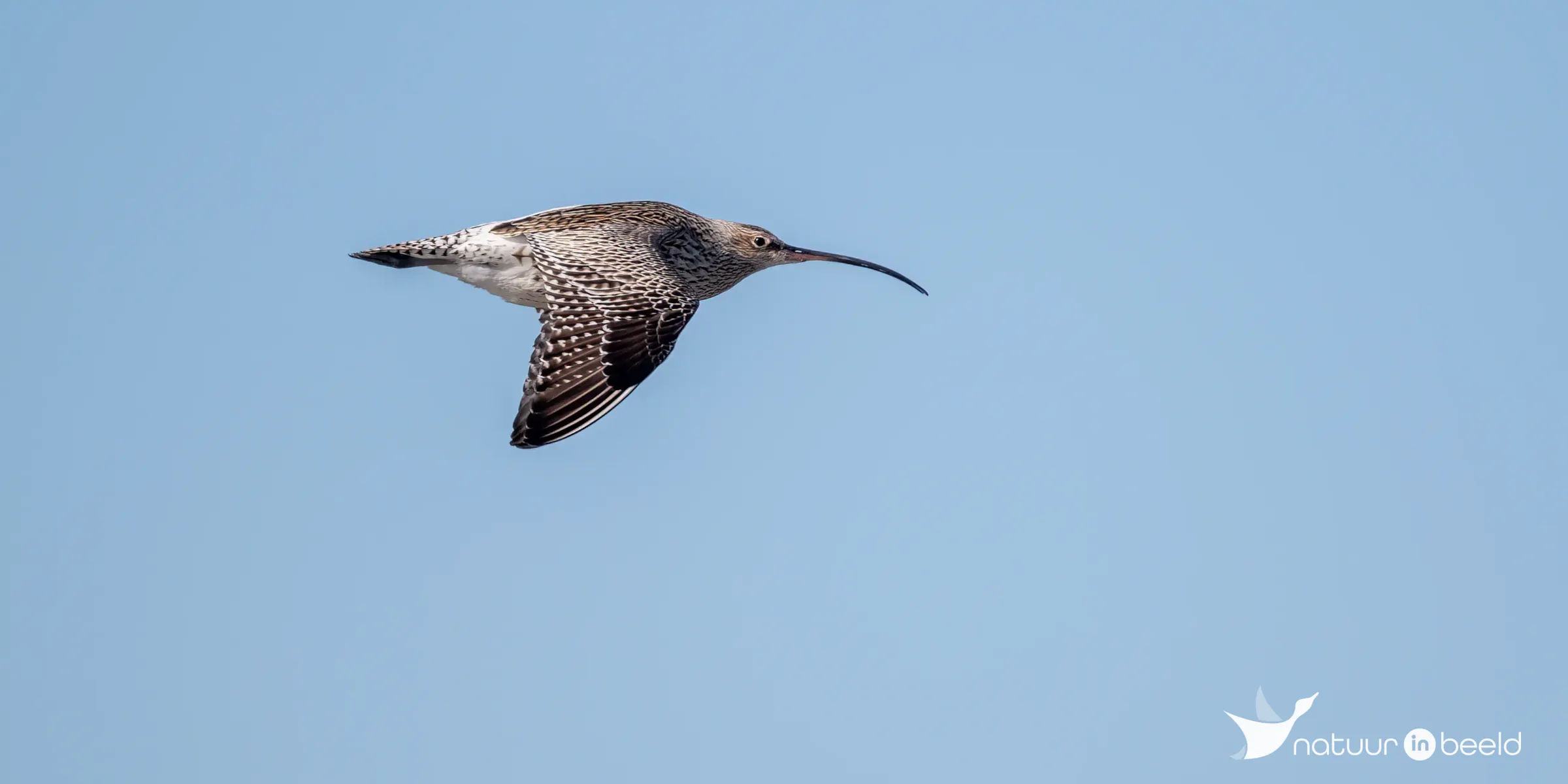 Wulp — natuurfoto van Johan van Beilen