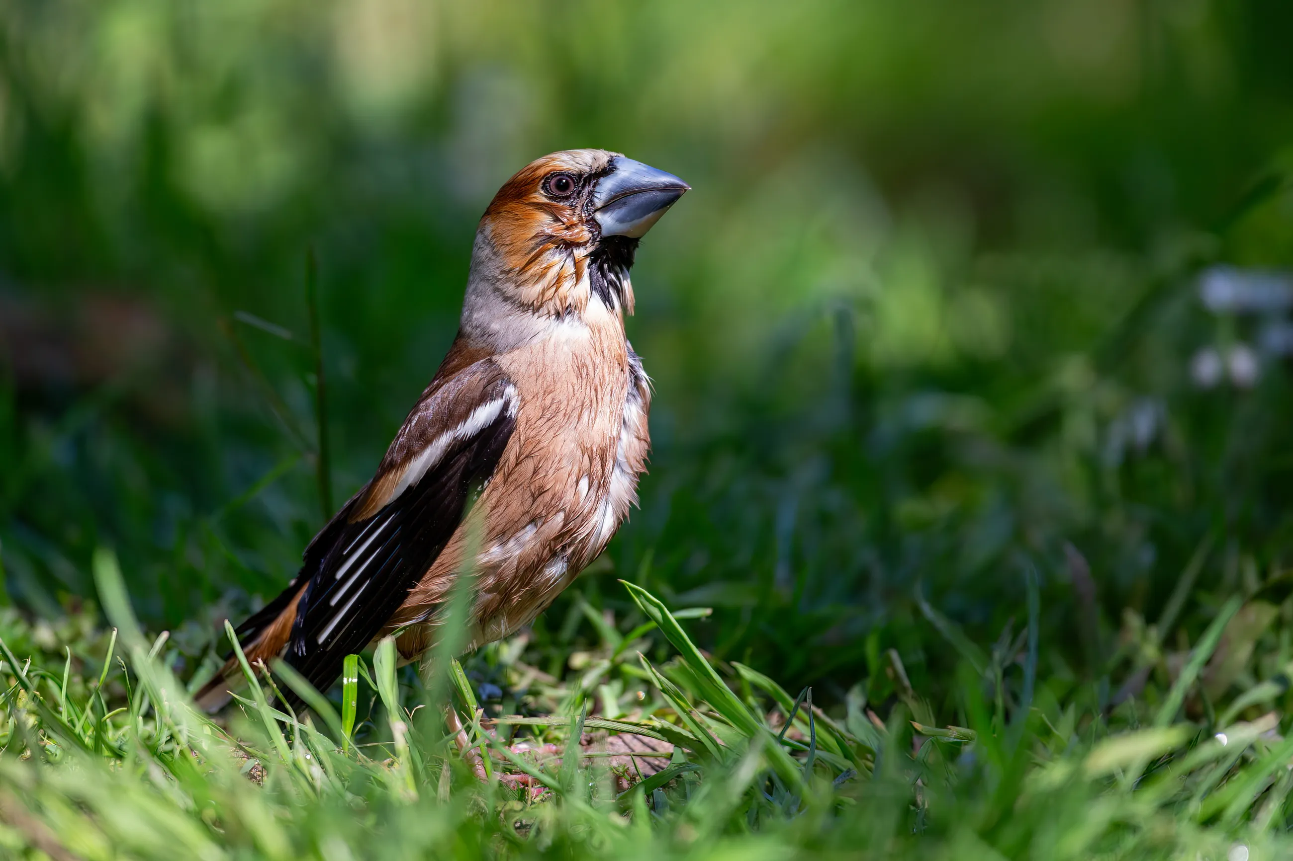 Appelvink