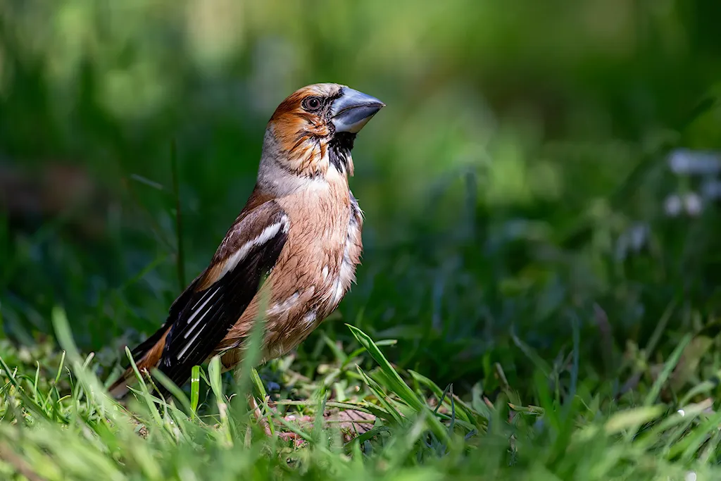 Appelvink