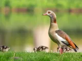 Nijlgans