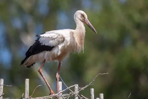 Jonge ooievaar