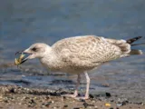 Zilvermeeuw
