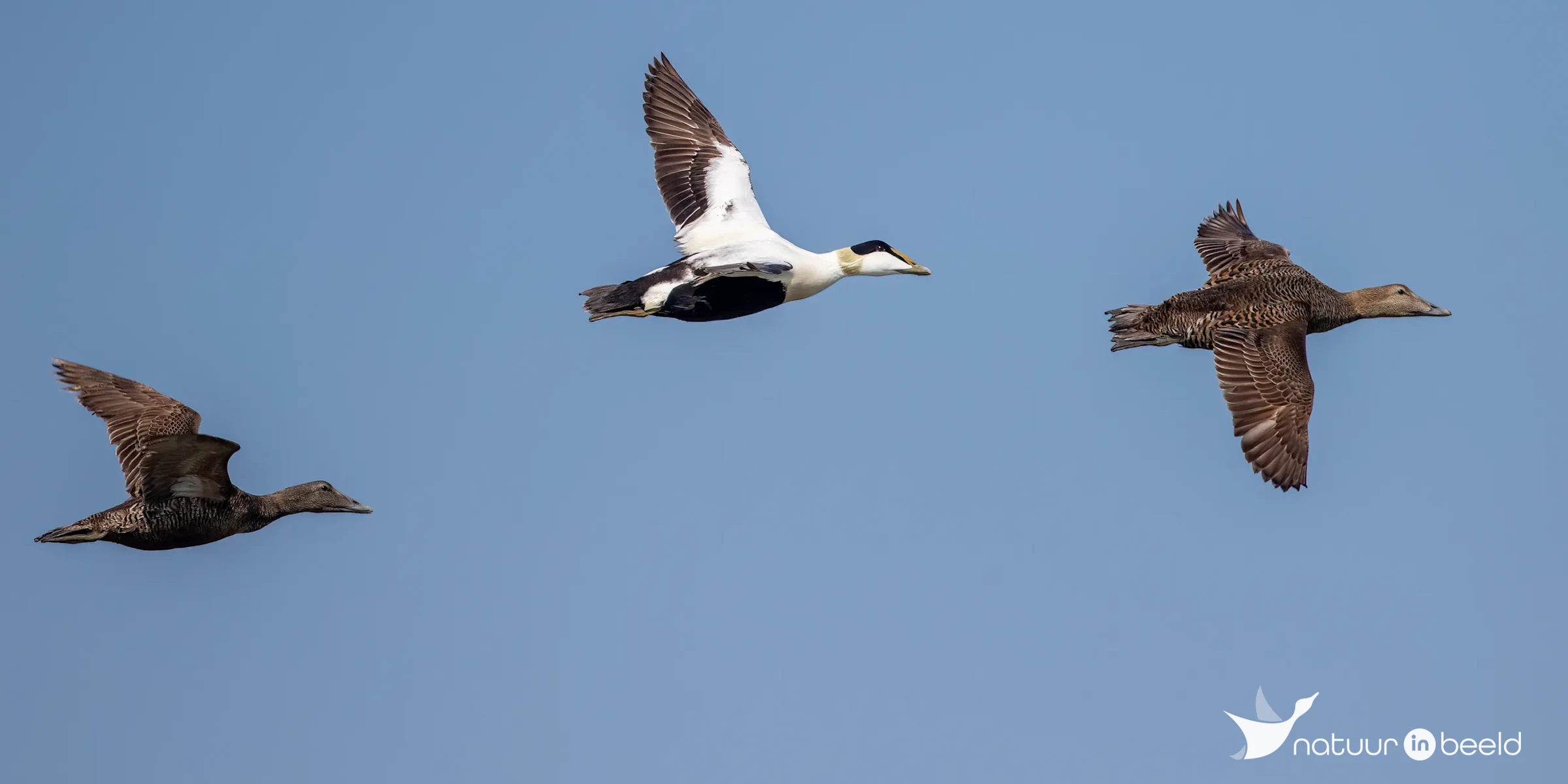 Eiders in vlucht — natuurfoto van Johan van Beilen