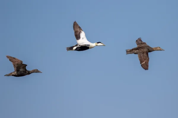 Eiders in vlucht