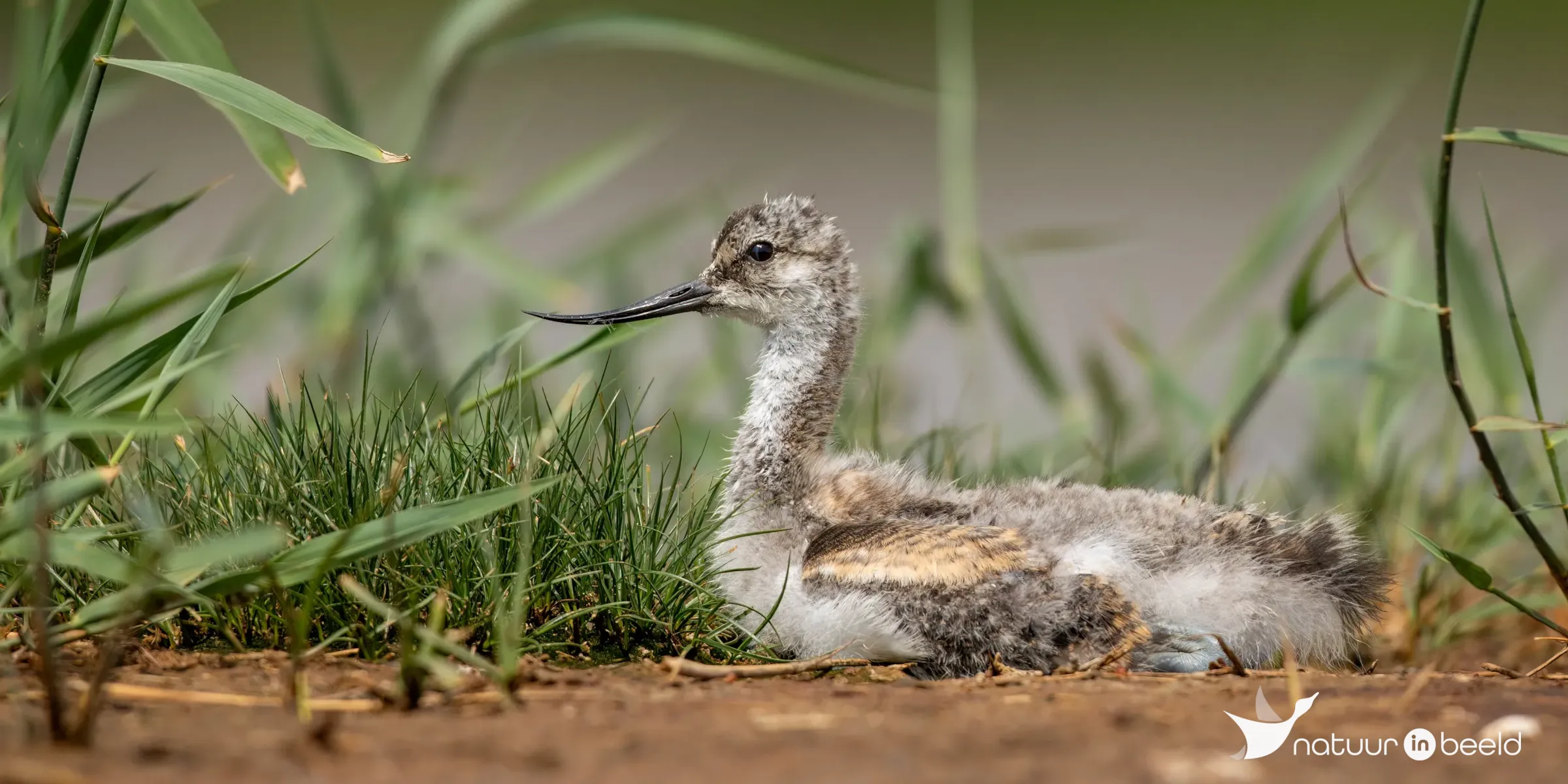 Jonge kluut — natuurfoto van Johan van Beilen
