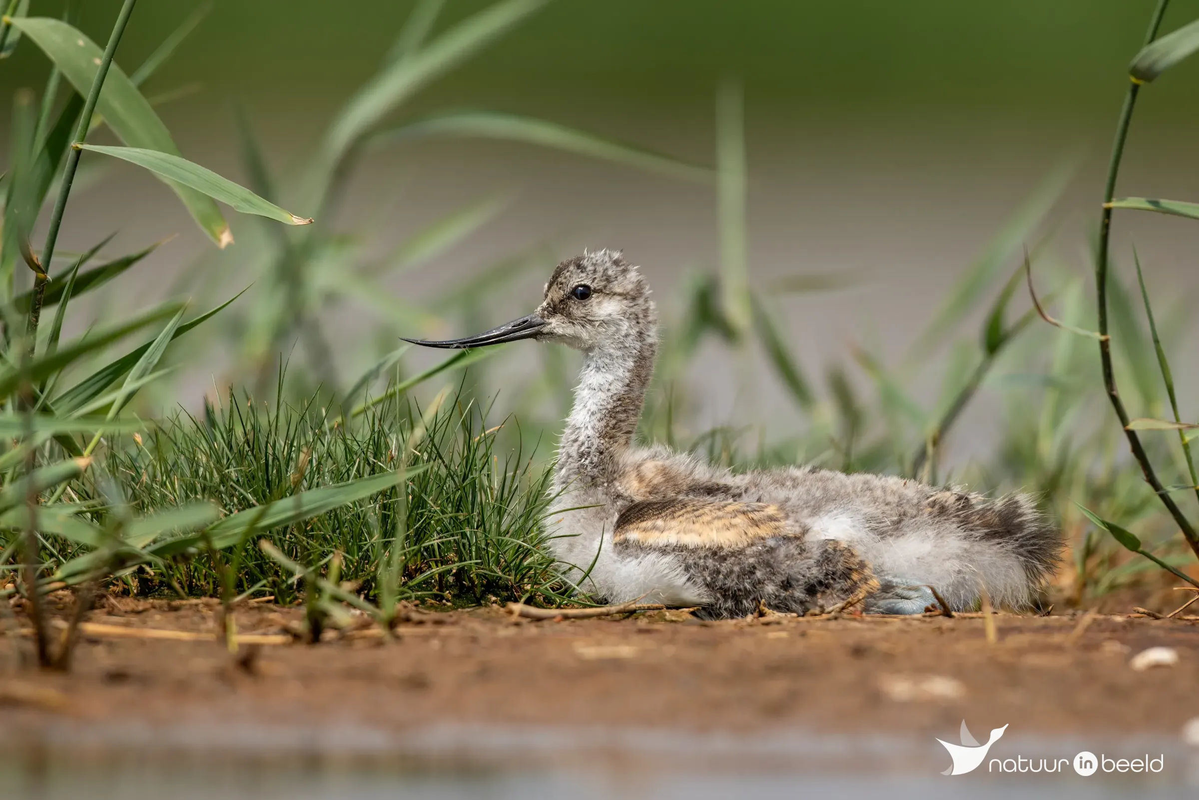 Jonge kluut — natuurfoto van Johan van Beilen