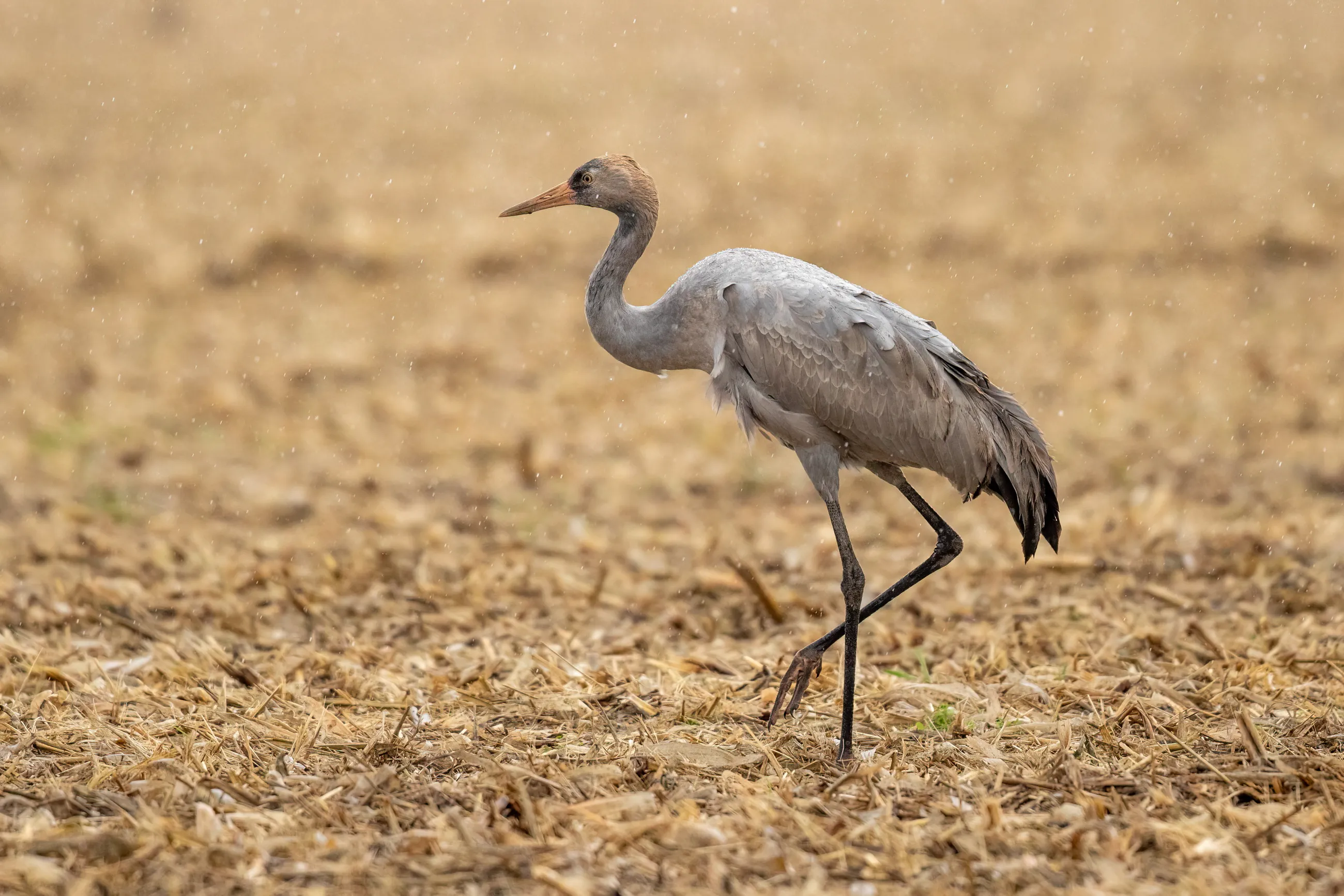 Jonge kraanvogel in de regen