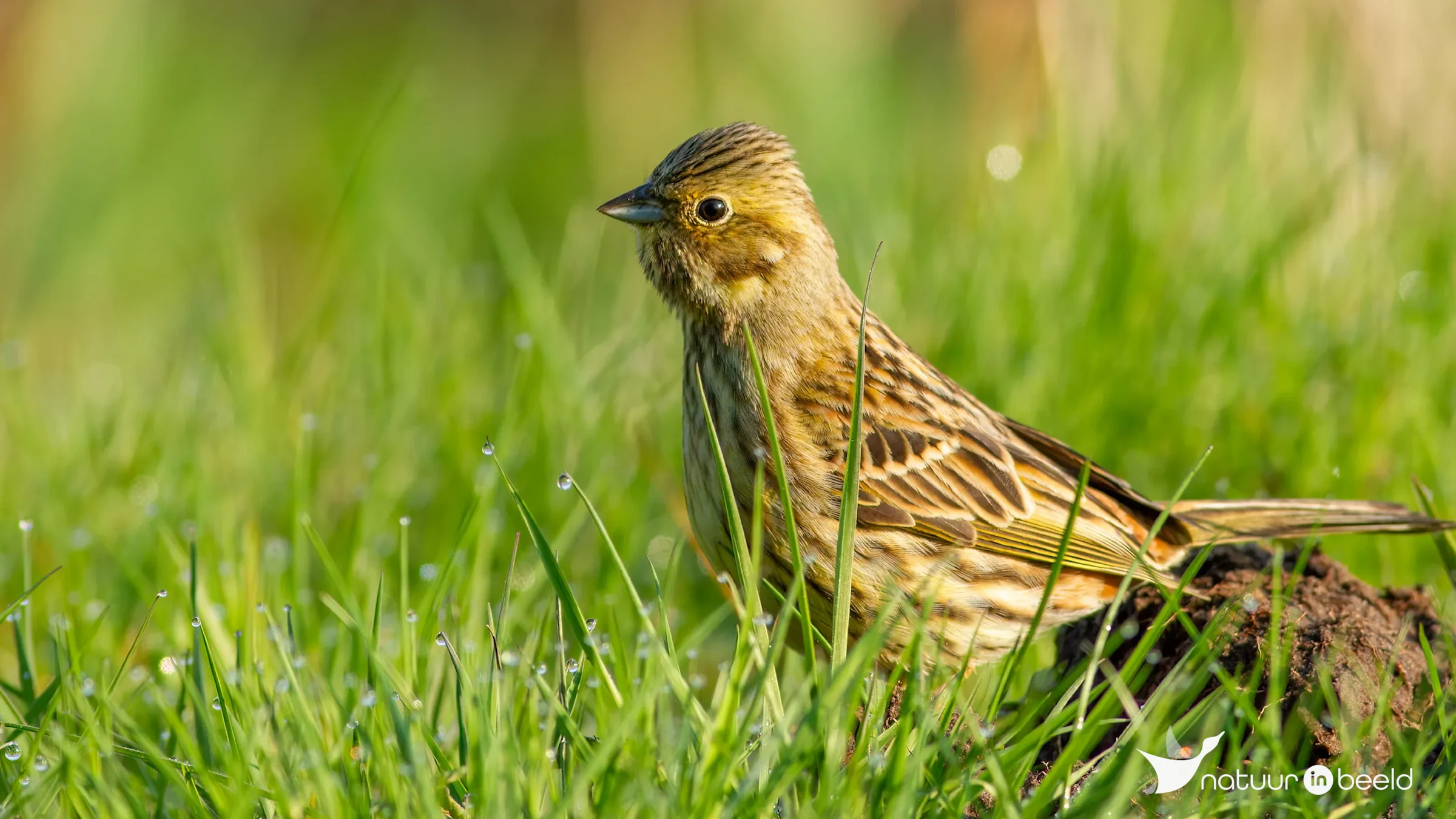 Geelgors (vrouw) — natuurfoto van Johan van Beilen
