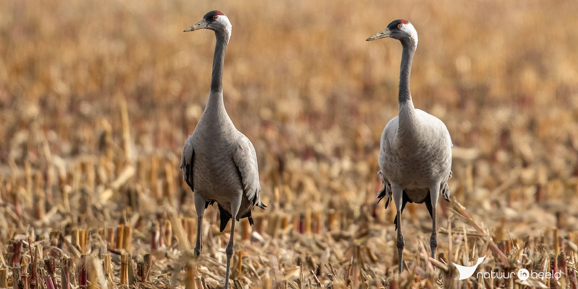 Kraanvogels — natuurfoto van Johan van Beilen