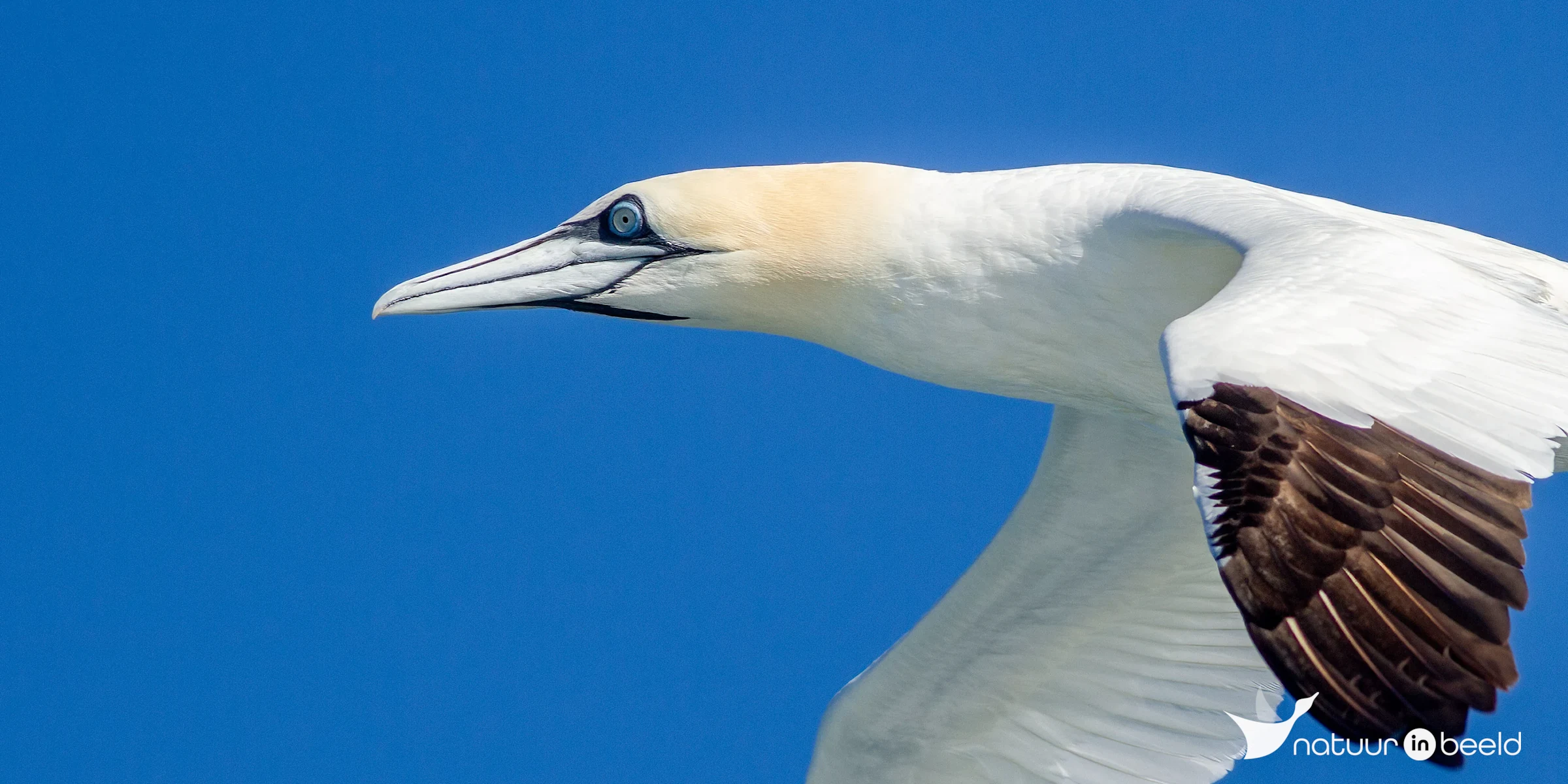 Jan-van-gent in Bretagne — natuurfoto van Johan van Beilen