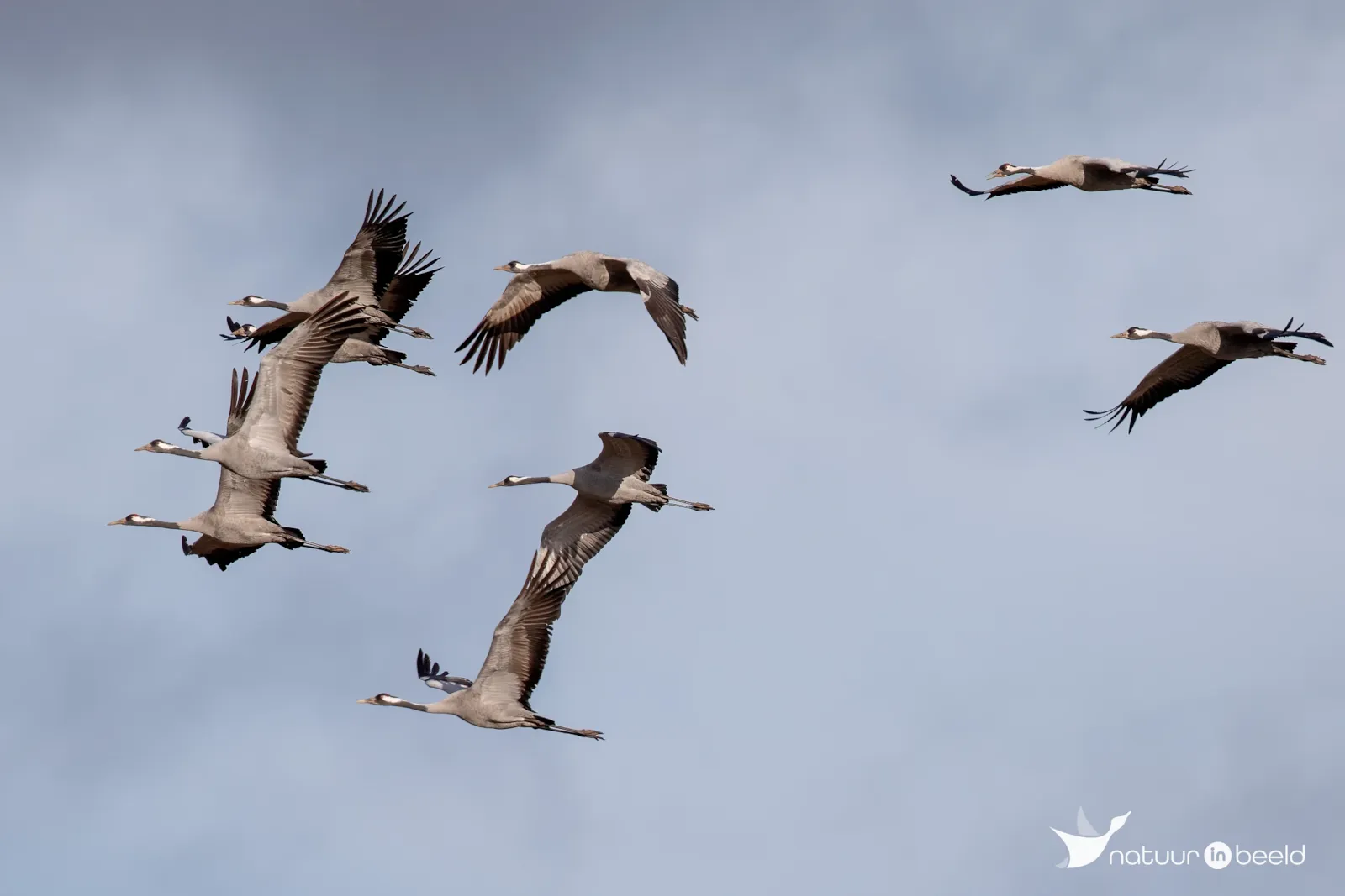 Kraanvogels — natuurfoto van Johan van Beilen