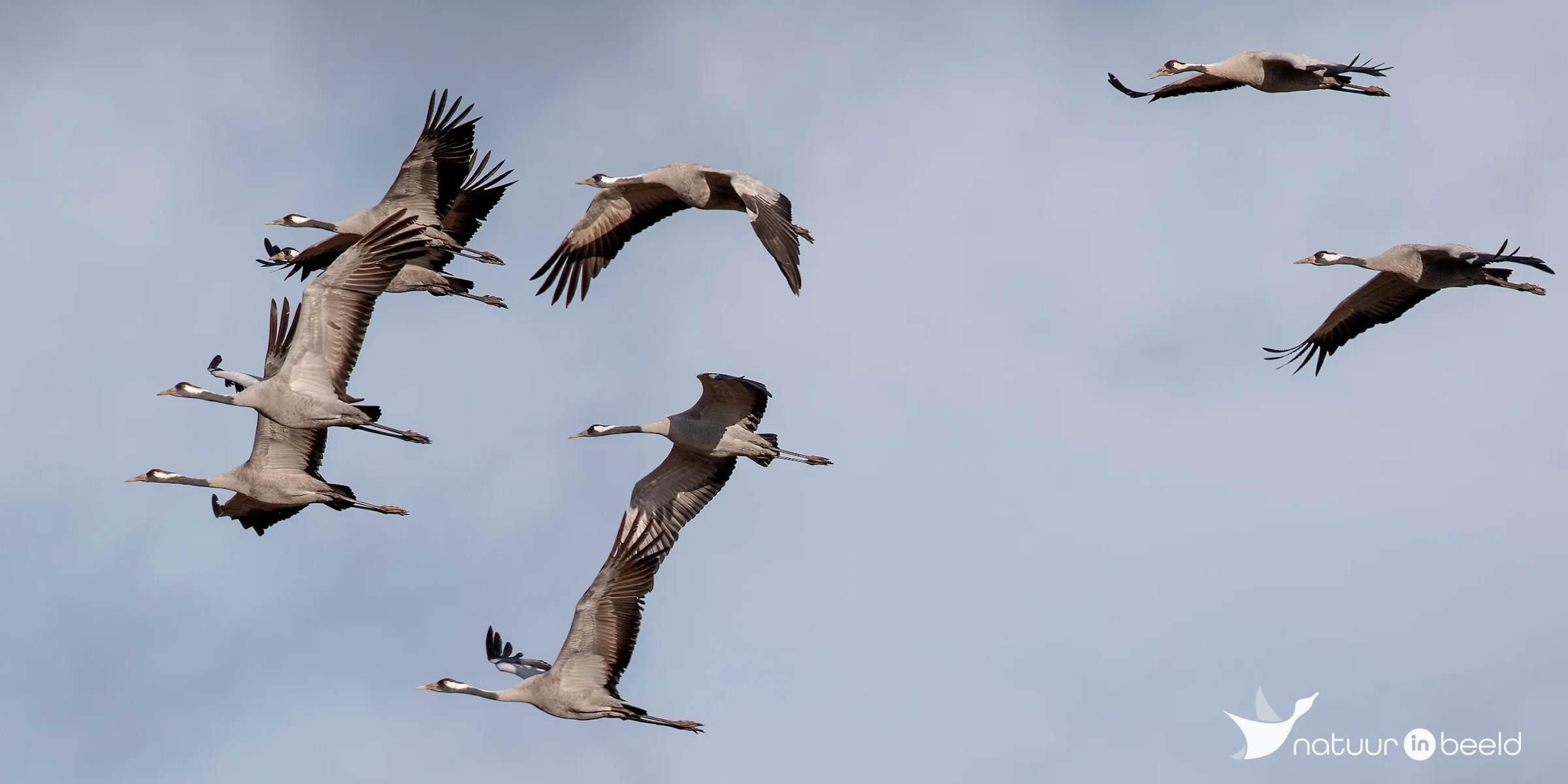 Kraanvogels — natuurfoto van Johan van Beilen