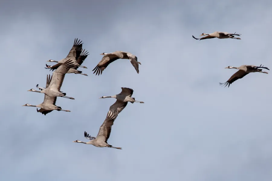 Kraanvogels
