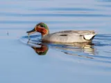 Wintertaling