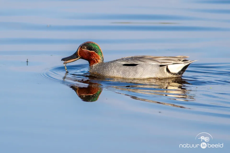 Wintertaling