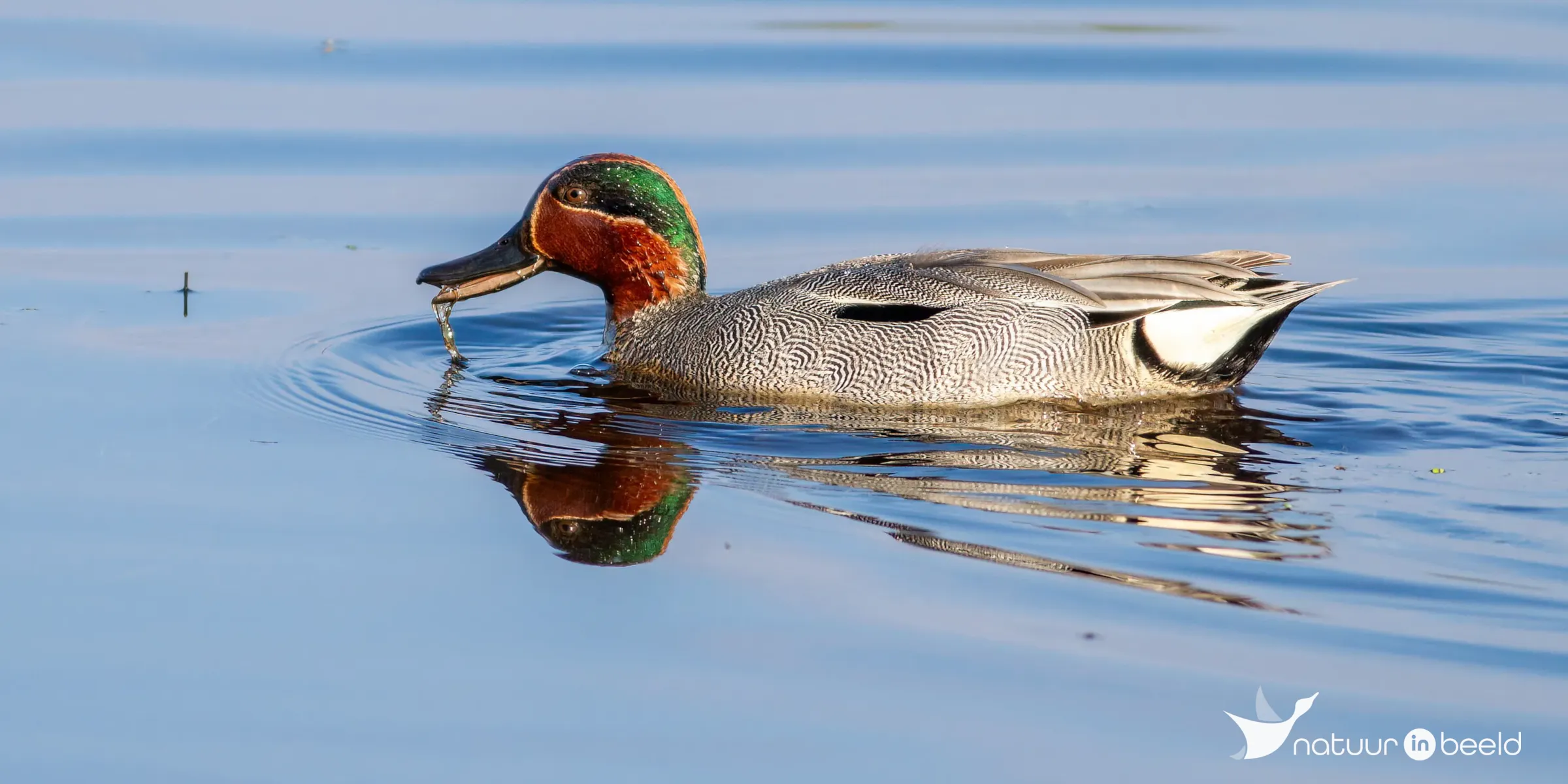 Wintertaling — natuurfoto van Johan van Beilen
