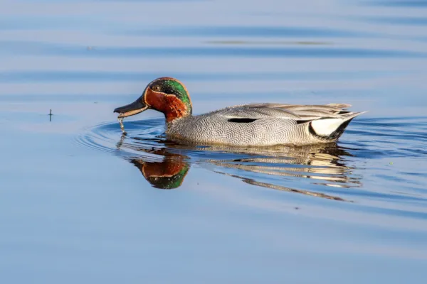 Wintertaling