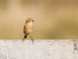 Paapje